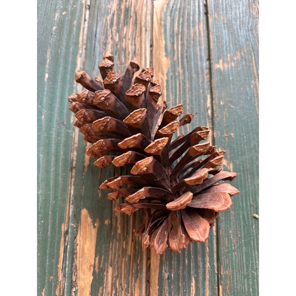 Large Natural Pine Cone Rustic Home Decor Holiday Crafting Botanical Specimen